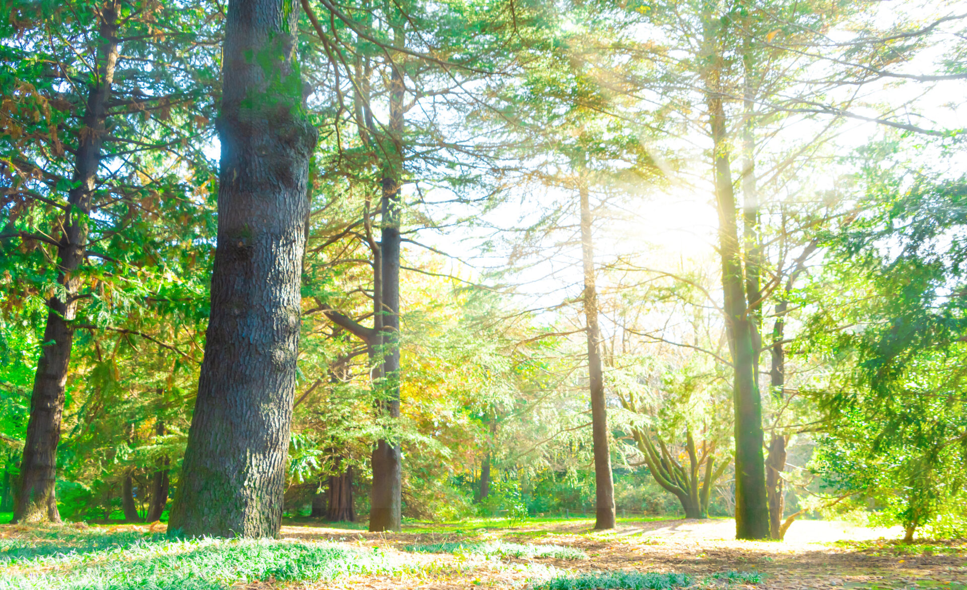 木々に降り注ぐ日光